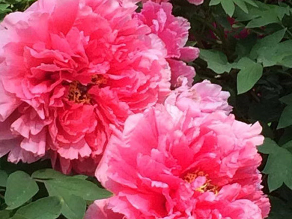 中集凌宇真誠邀約各界朋友來洛陽指導(dǎo)參觀